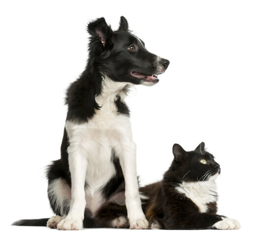 čiernobiely pes a mačka