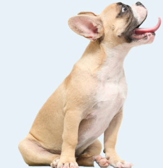 šteniatko mopslíka s vyplazeným jazykom